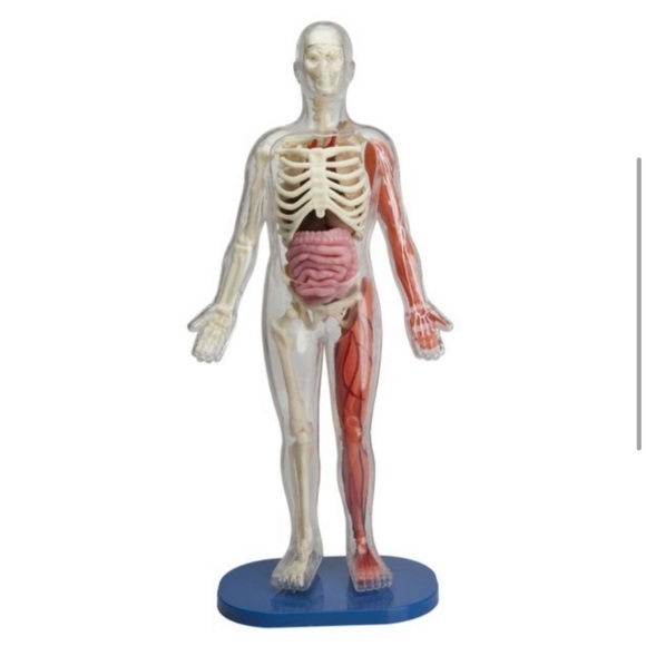 SmartLabs Toys Smartlab Stem Squishy Human Body Anatomy Kit Poshmark